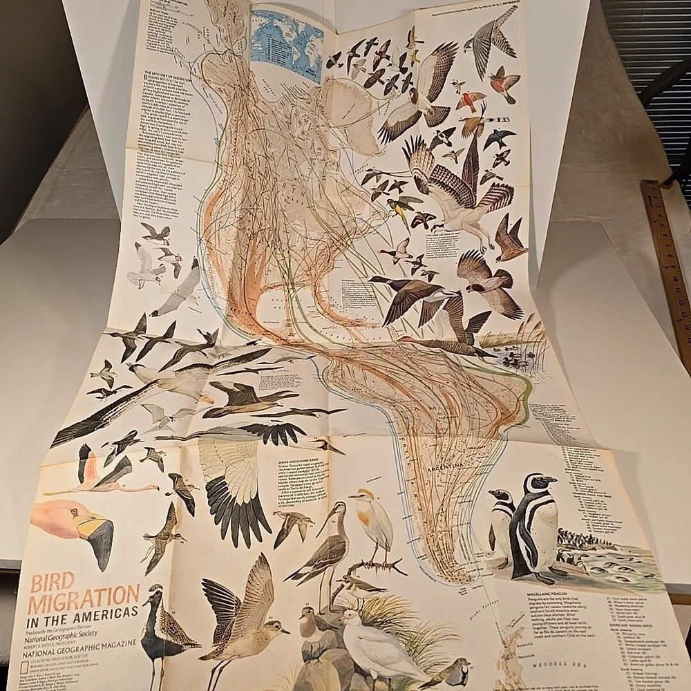 National Geographic Aug 79 Map Bird Migration In The‎ Americas & Whales Of World